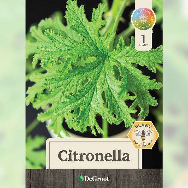 Citronella