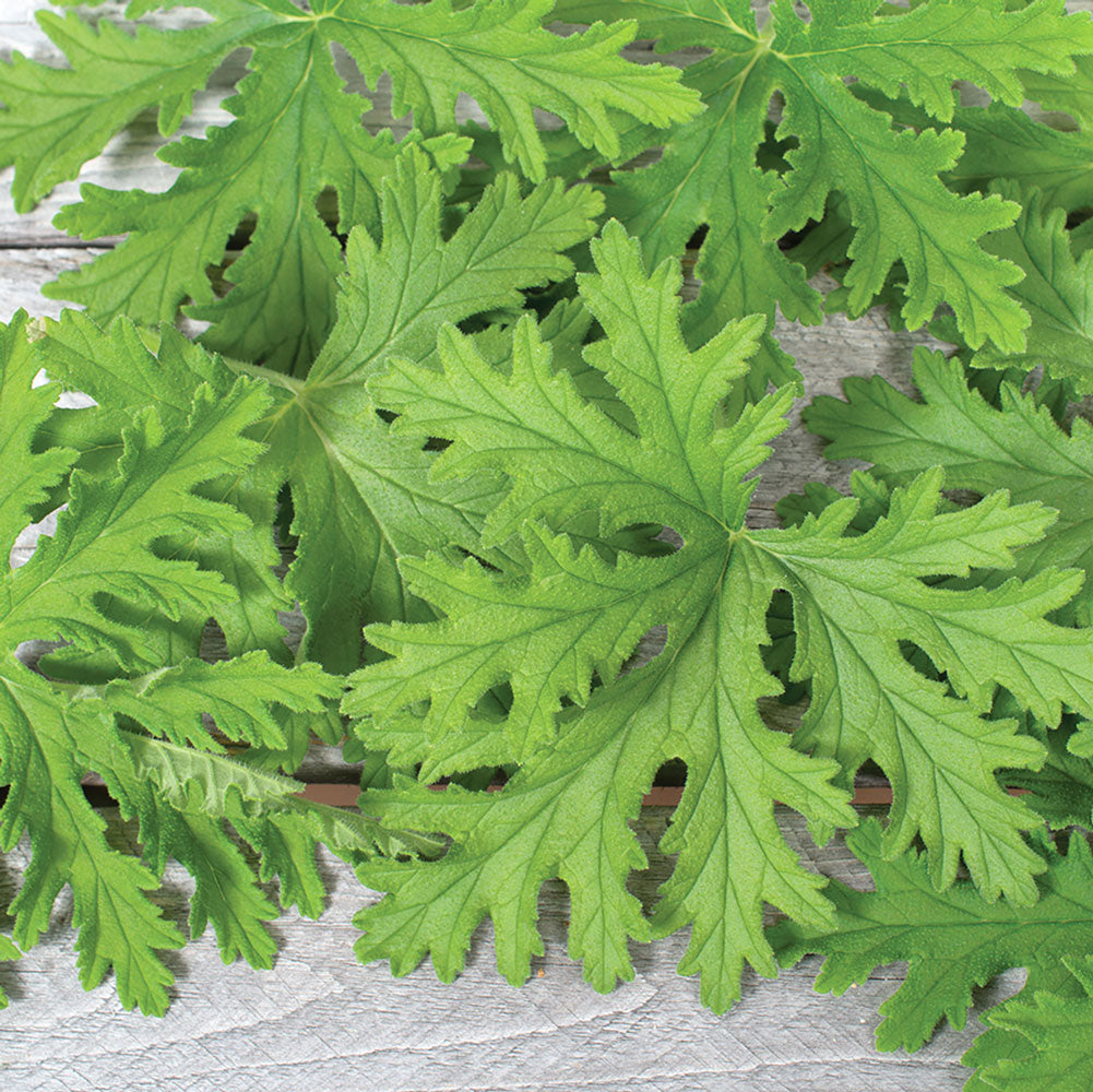 Citronella