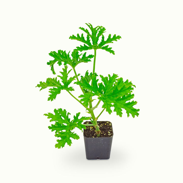 Citronella