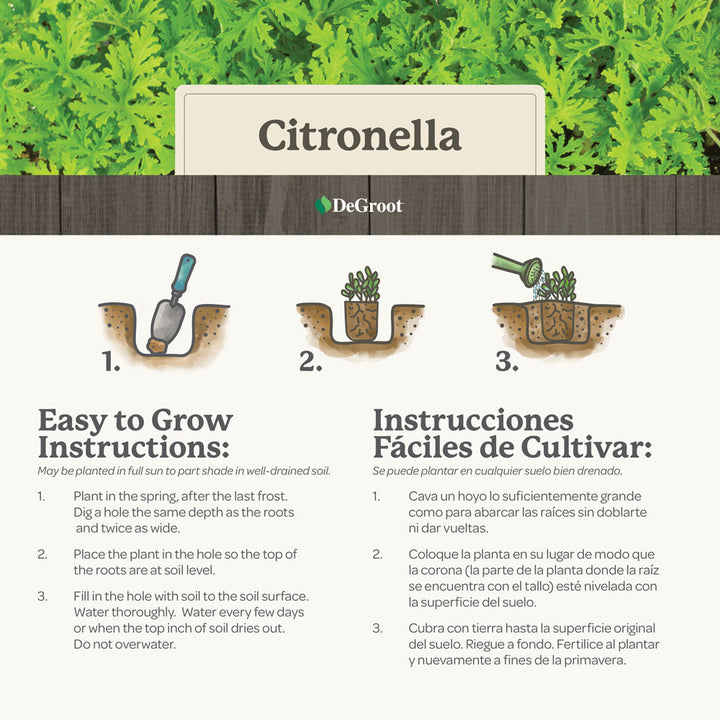 Citronella