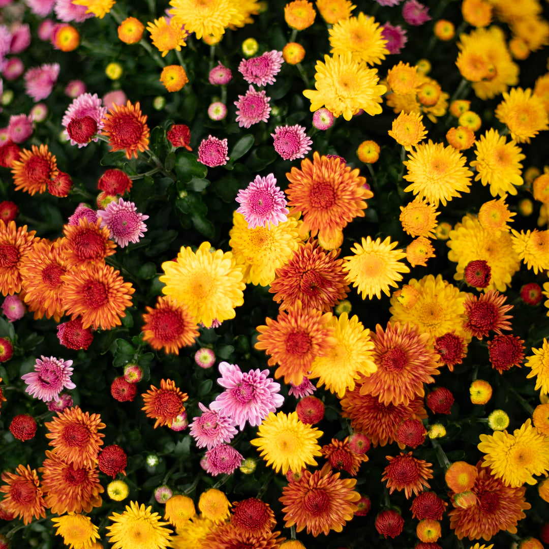 Garden Mums Tri-Color 10" Pot