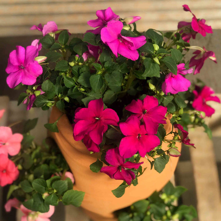 Mother's Day Impatien Flower Pot Kit for Kids