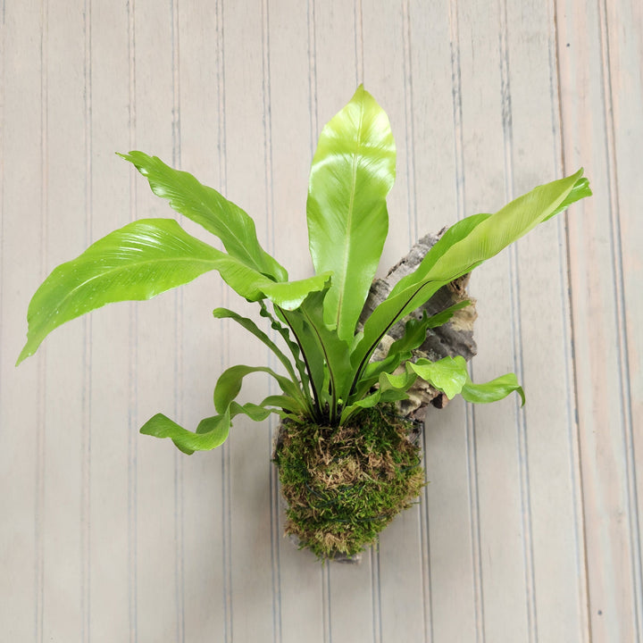 Mounted Epiphyte Workshop - Houseplant Party Ticket Required