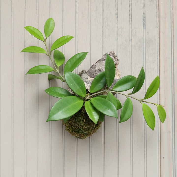 Mounted Epiphyte Workshop - Houseplant Party Ticket Required