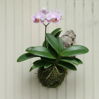 Mounted Epiphyte Workshop - Houseplant Party Ticket Required