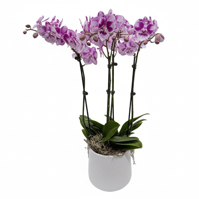 Pink orchid plant in a white pot on a white background