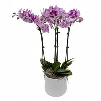 Pink orchid plant in a white pot on a white background