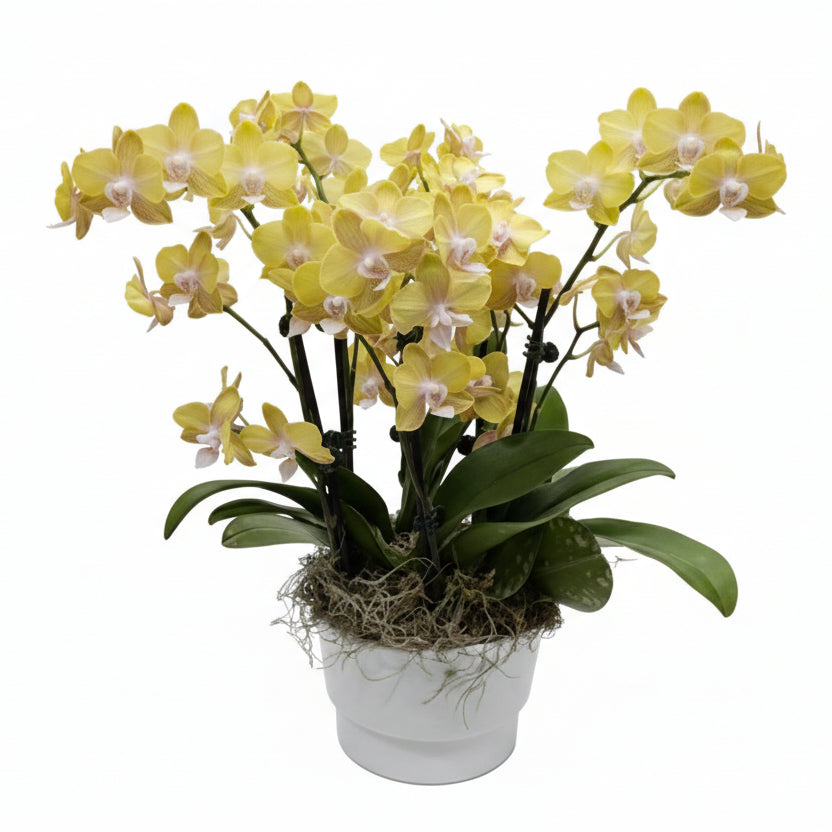 Potted yellow orchid plant on a white background