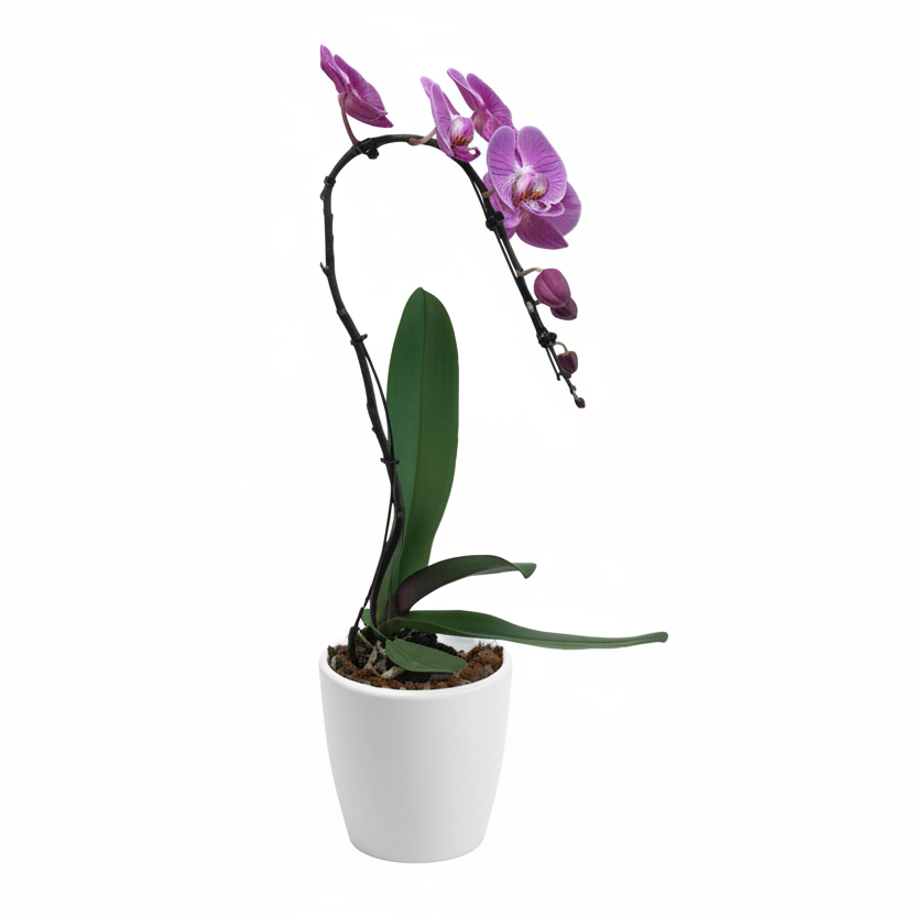 Potted orchid with purple flowers on a white background