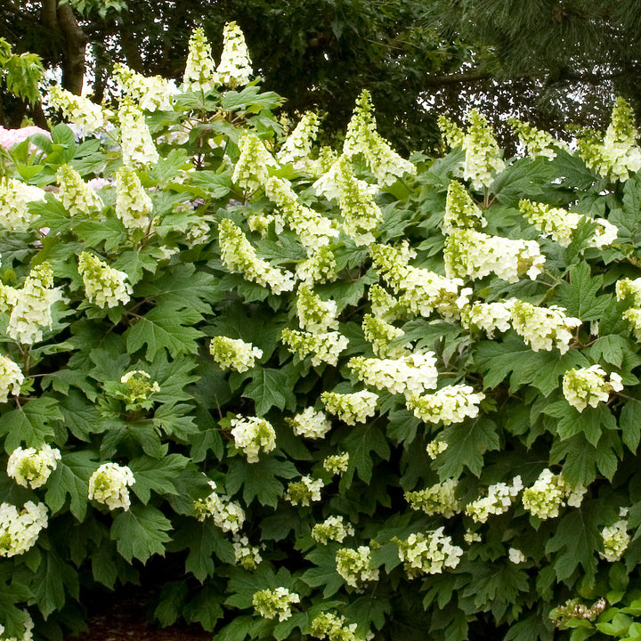 Hydrangea, Oakleaf Flowering Shrub, 3 Gallon Container