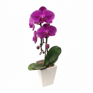3.5" Phal. Cascade/Waterfall in Ceramic - Colors may Vary