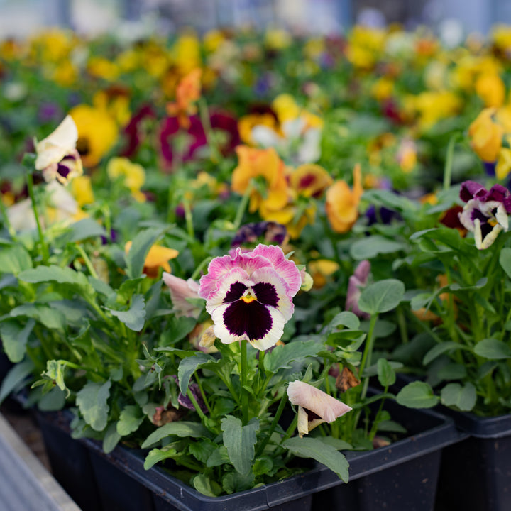 6-Pack, Cold-Hardy Pansies
