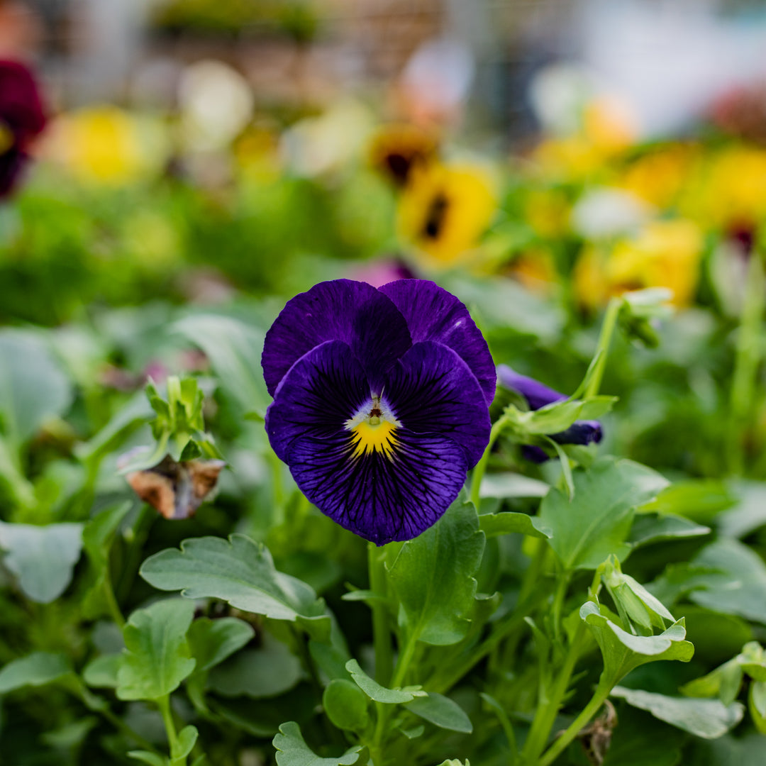 6-Pack, Cold-Hardy Pansies
