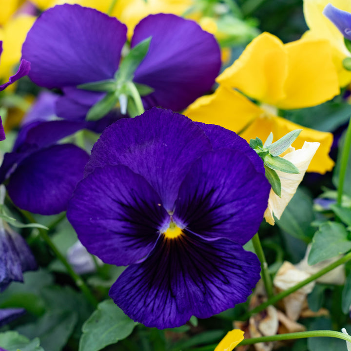 6-Pack, Cold-Hardy Pansies
