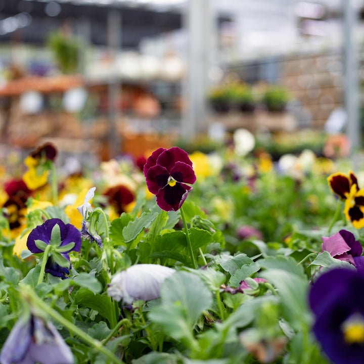 6-Pack, Cold-Hardy Pansies