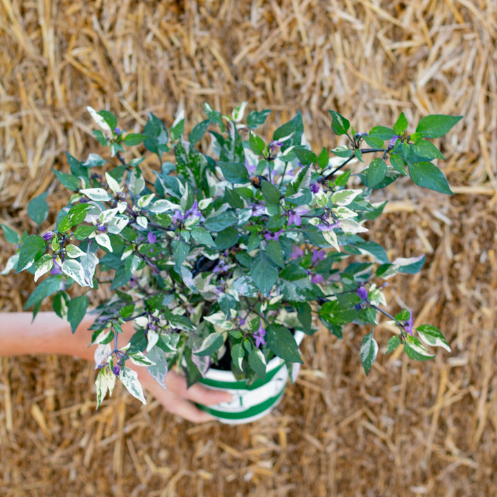 5" Ornamental Pepper Plant