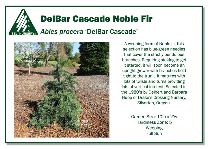 DelBar Cascade Noble Fir - Abies procera - 6# Gallon Potted Tree