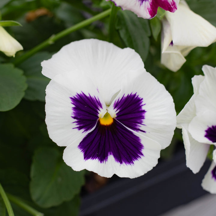 6-Pack, Cold-Hardy Pansies