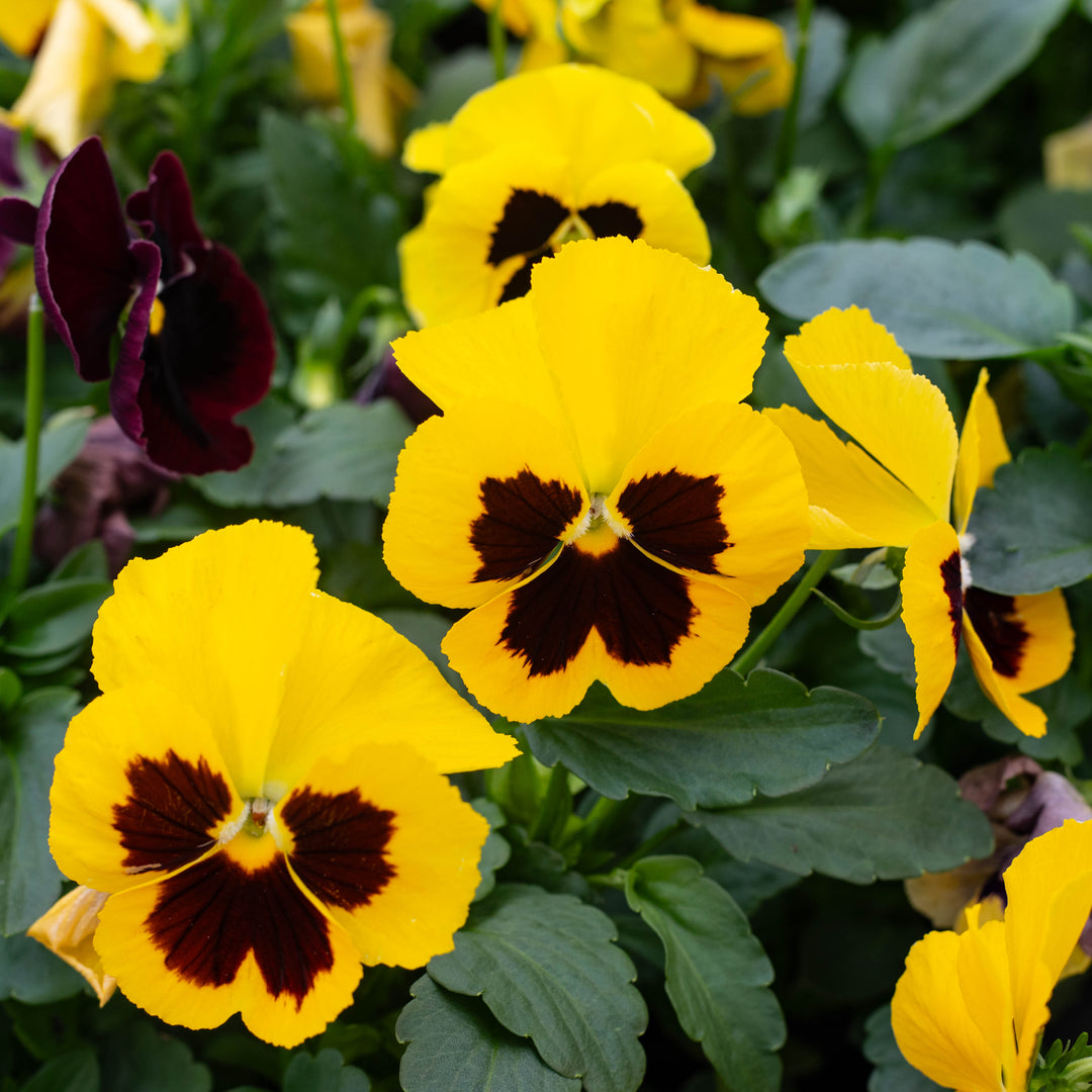 6-Pack, Cold-Hardy Pansies