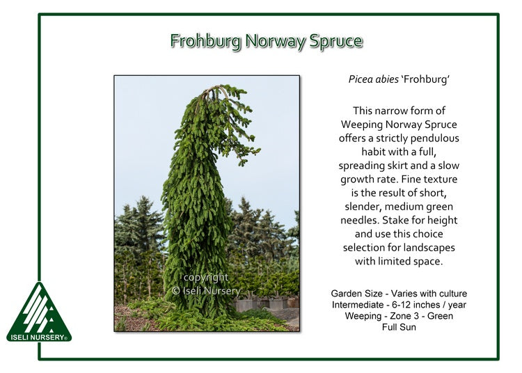 Frohburg Norway Spruce - Picea abies - 4-5 Foot Ball & Burlap Tree