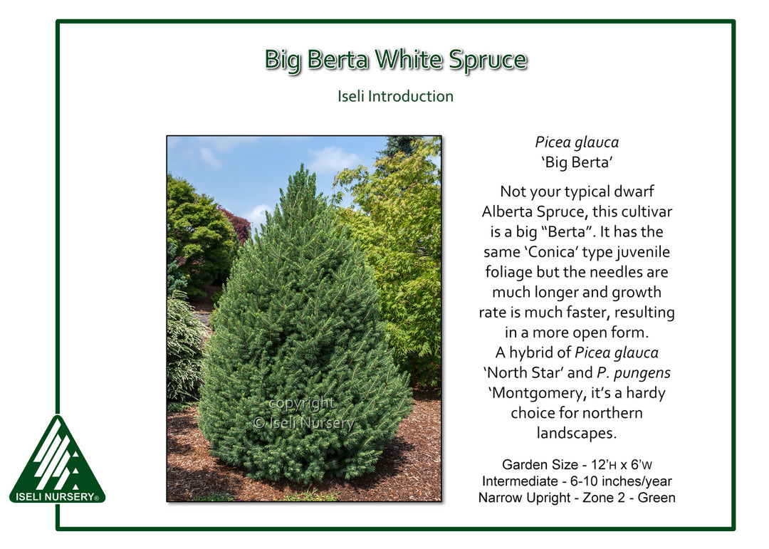 Big Berta White Spruce - Picea glauca - 6 Gallon Potted Tree