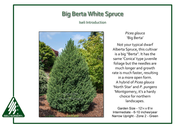 Big Berta White Spruce - Picea glauca - 6 Gallon Potted Tree