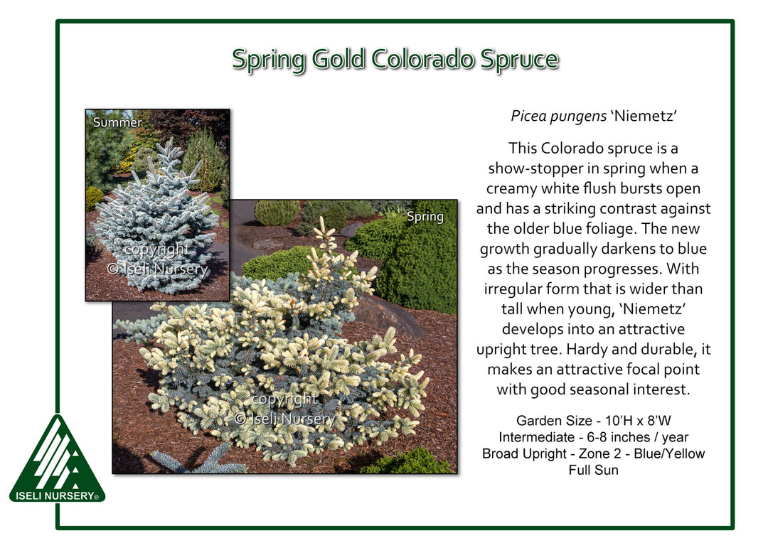 Spring Gold Colorado Spruce - Picea pungens 'Niemetz' - 6 Gallon Potted Shrub