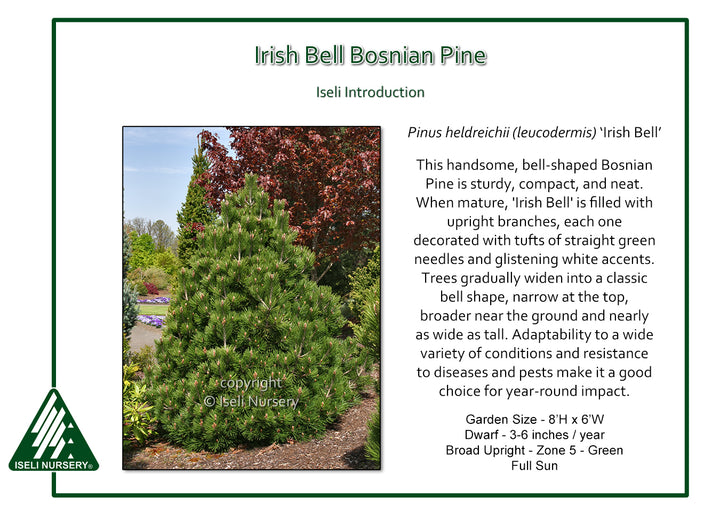 Irish Bell Bosnian Pine - Pinus heldreichii - 20 Gallon Potted Tree