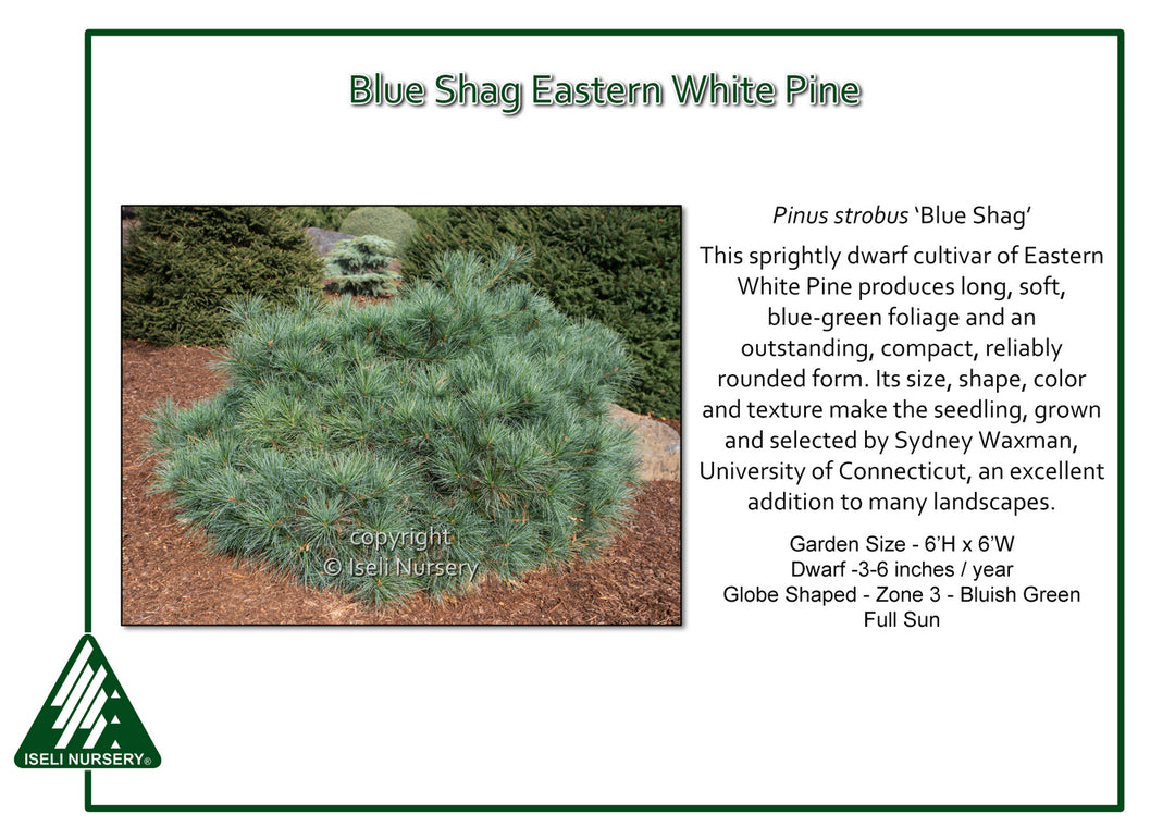 Blue Shag White Pine - Pinus strobus - 6 Gallon Potted Shrub