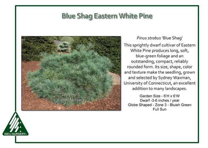 Blue Shag White Pine - Pinus strobus - 6 Gallon Potted Shrub