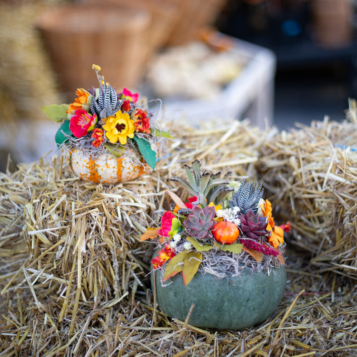 Pumpkin Succulent Centerpiece Workshop