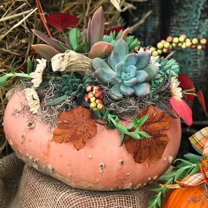 Pumpkin Succulent Centerpiece Workshop