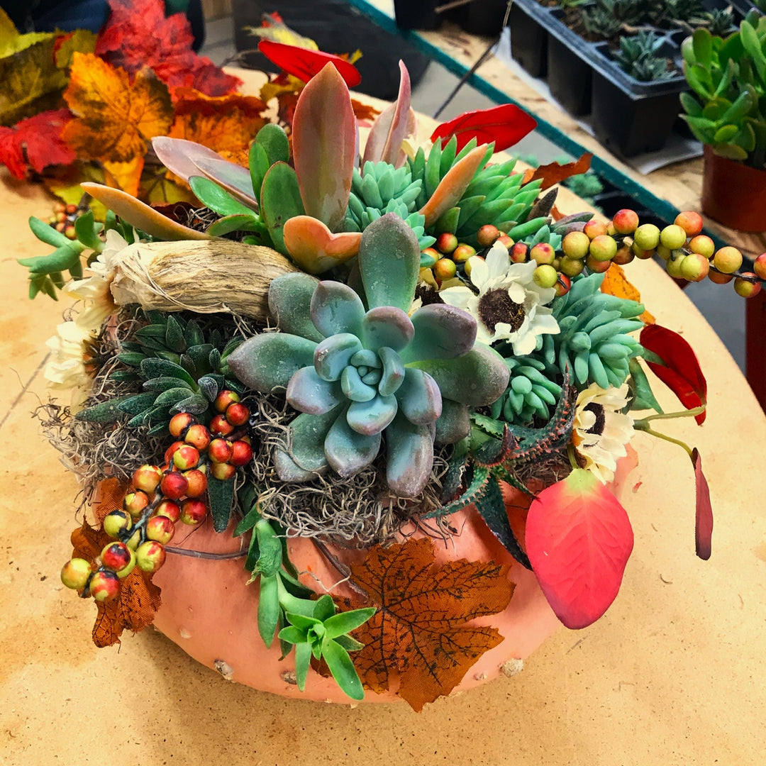 Pumpkin Succulent Centerpiece Workshop