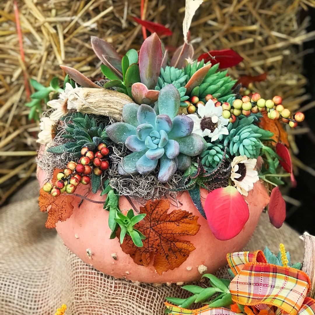 Pumpkin Succulent Centerpiece Workshop