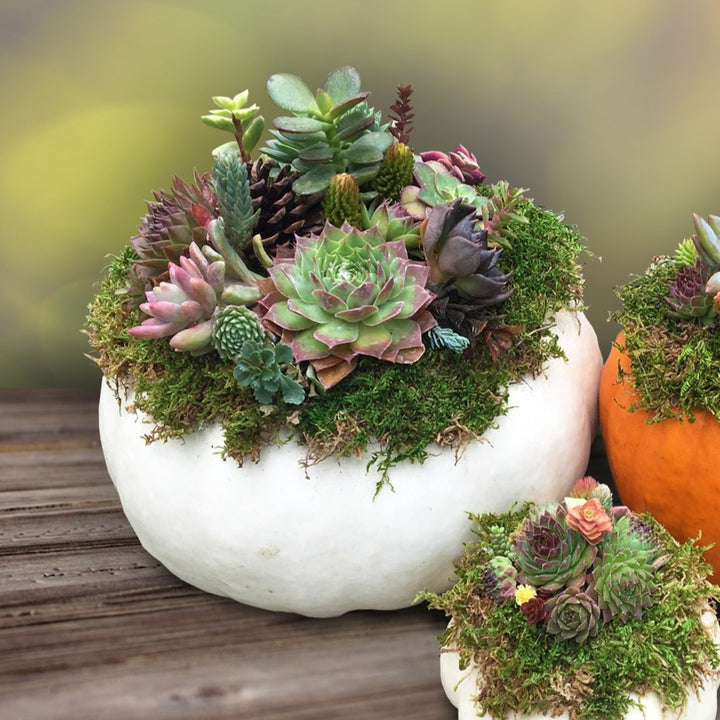Pumpkin Succulent Centerpiece Workshop