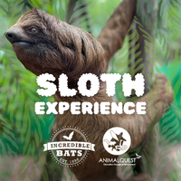 Sloth Experience - February 21st, 2026
