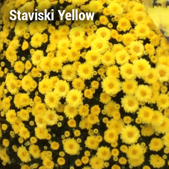 Staviski Yellow Garden Mum