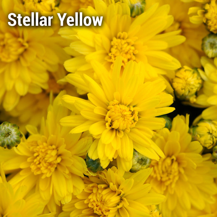 Staviski Yellow Garden Mum