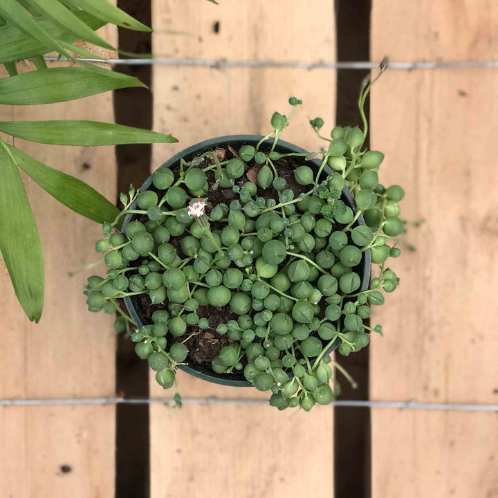 String of Pearls, Live Plant 4 in. Pot