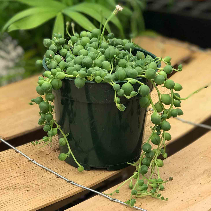 String of Pearls, Live Plant 4 in. Pot