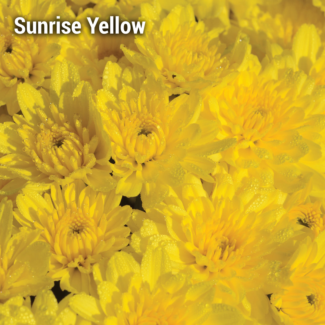 Sunrise Yellow Garden Mum