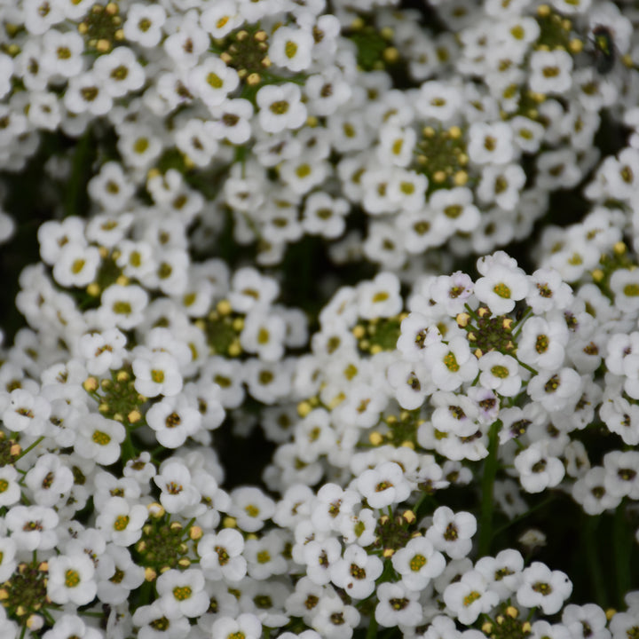 White Stream Sweet Alyssum, 4.33" Pot