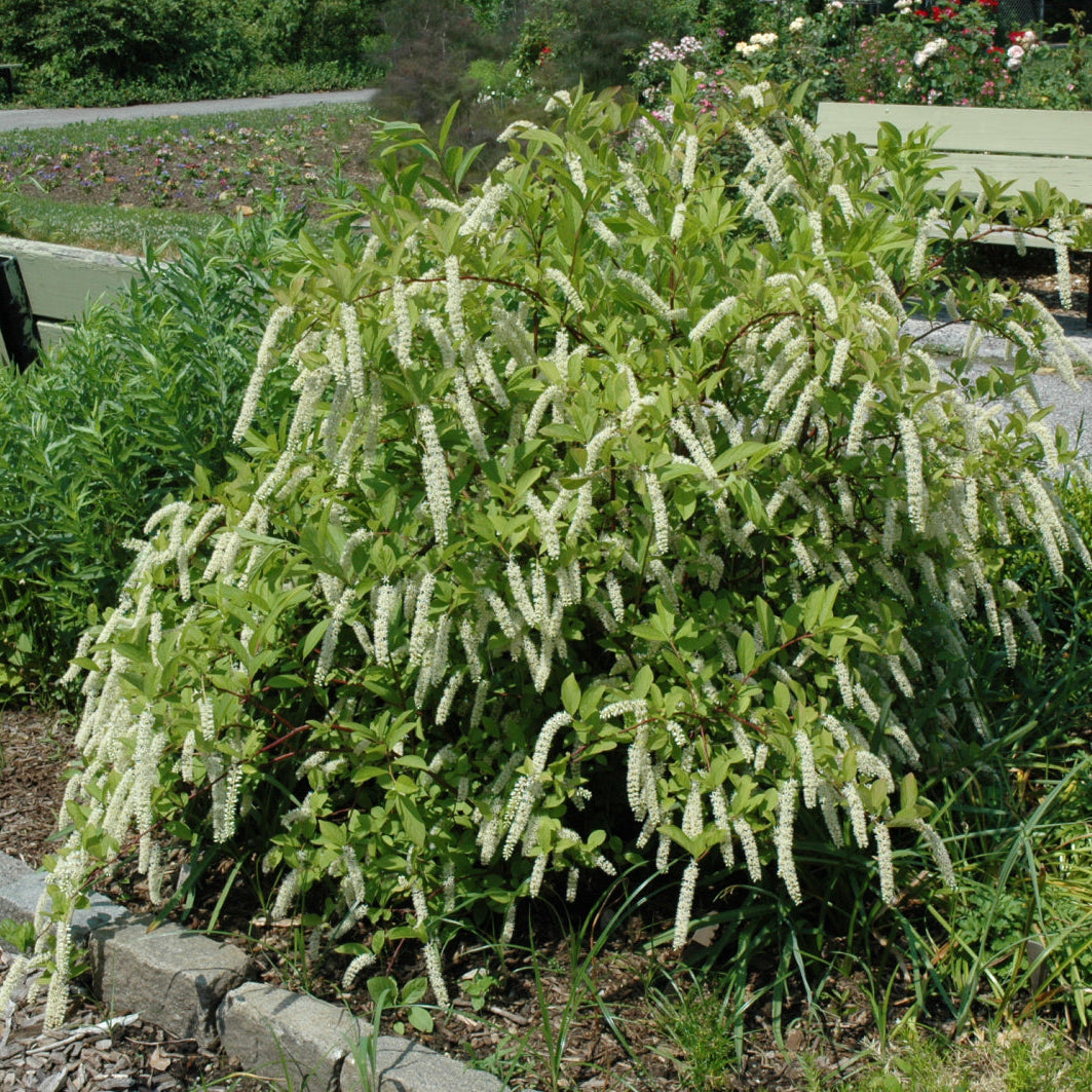 Bush with white flowers in a garden setting