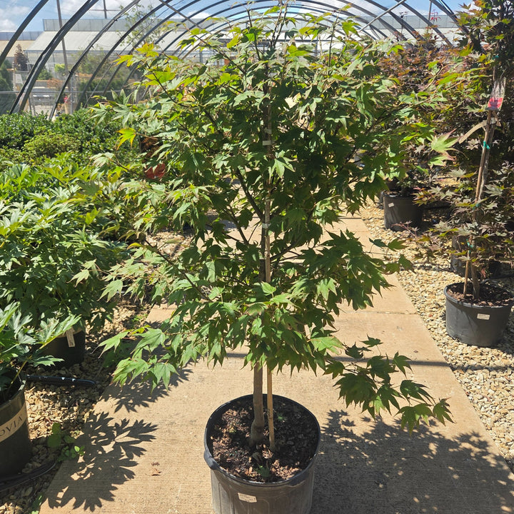 'Tsuma gaki' Japanese Maple Tree, 5 Gal.