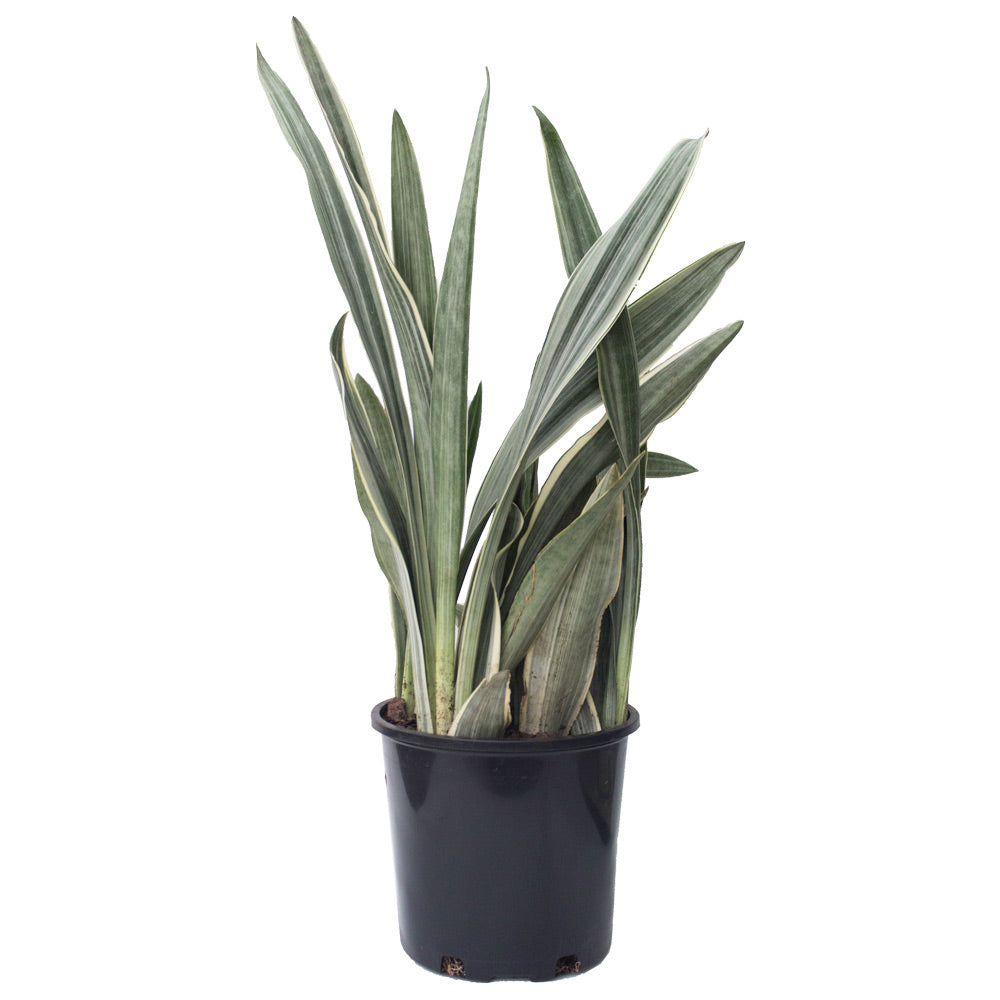 Sansevieria Sayuri Plant, 8 " Pot