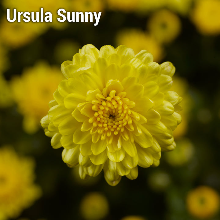 Ursula Sunny Garden Mum