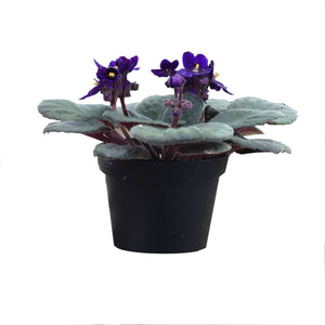 African Violet, Live Plant 4 in. Pot