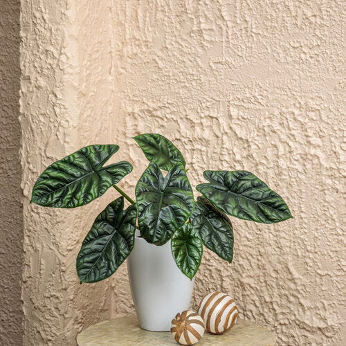 Proven Winners® Mythic® Rumpelstiltskin™, 5"