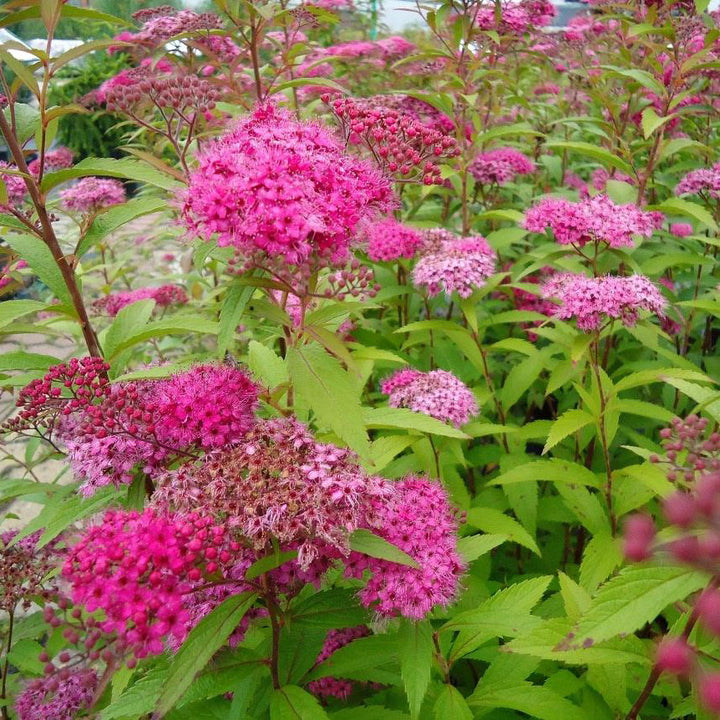 Spirea, Anthony Waterer Flowering Shrub, 3 Gallon Container