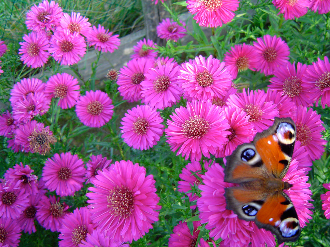 5" Alsip Grown Aster - Assorted Colors
